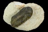 Bargain, Austerops Trilobite - Visible Eye Facets #119990-1
